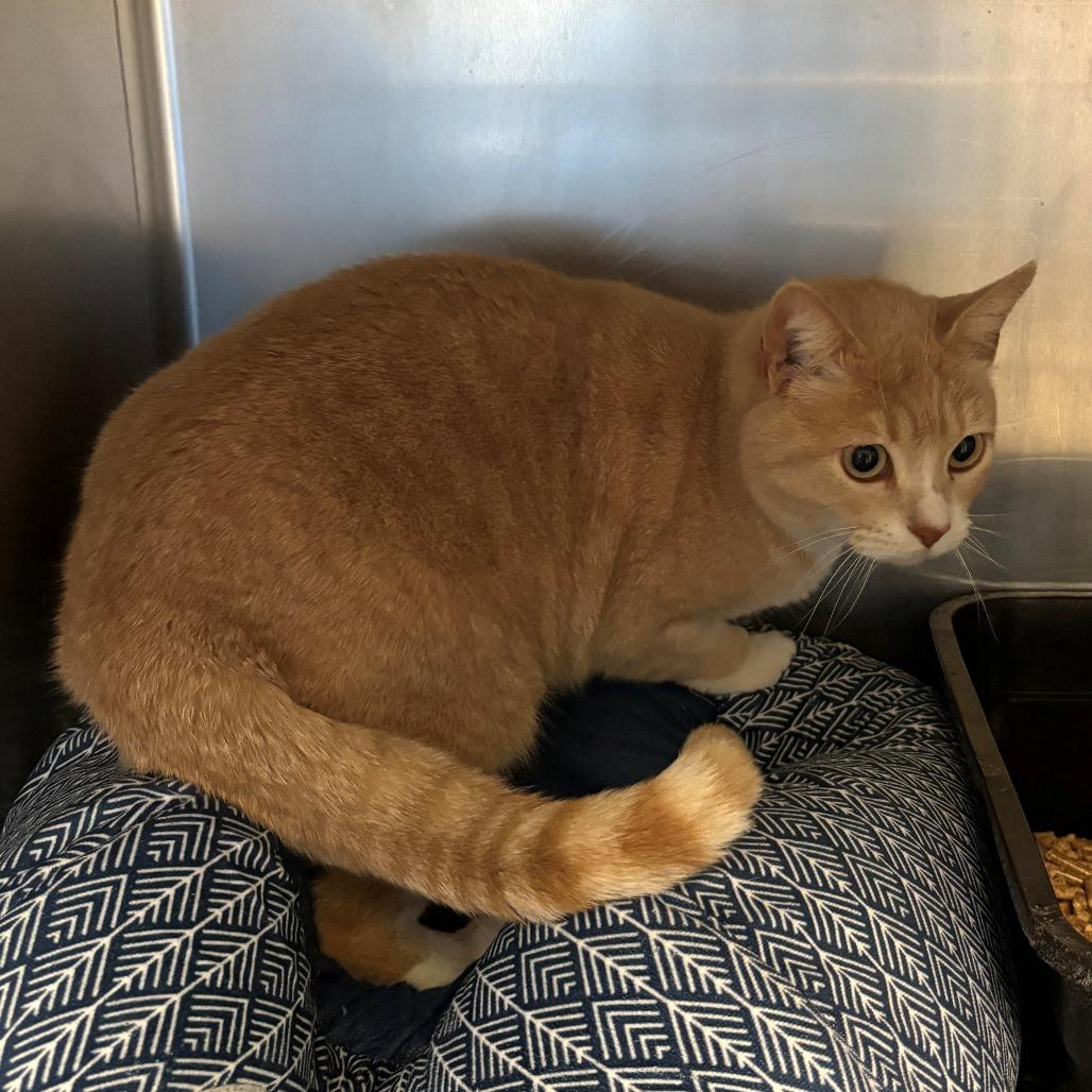 Sweetie, Adoptable, Adult Female Domestic Short Hair.