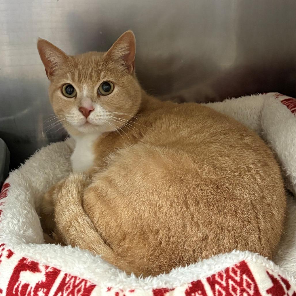 Enlarge Sweetie, a Adoptable Domestic Short Hair in Chehalis, WA image 2/2