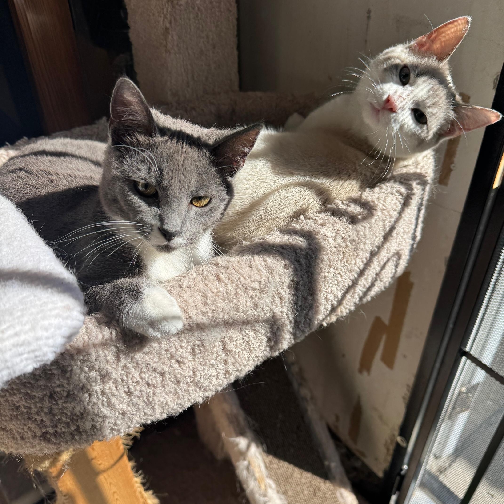 Enlarge Logan, a ADOPTABLE Domestic Short Hair in Sacramento, CA image 5/5