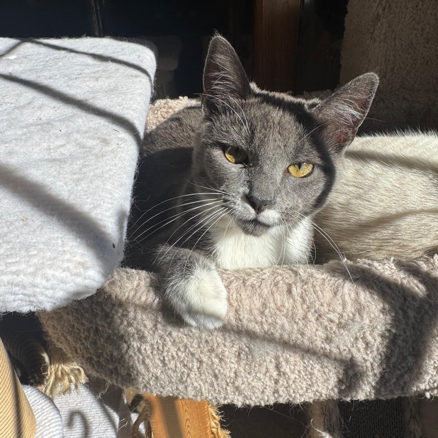 Enlarge Logan, a ADOPTABLE Domestic Short Hair in Sacramento, CA image 3/5