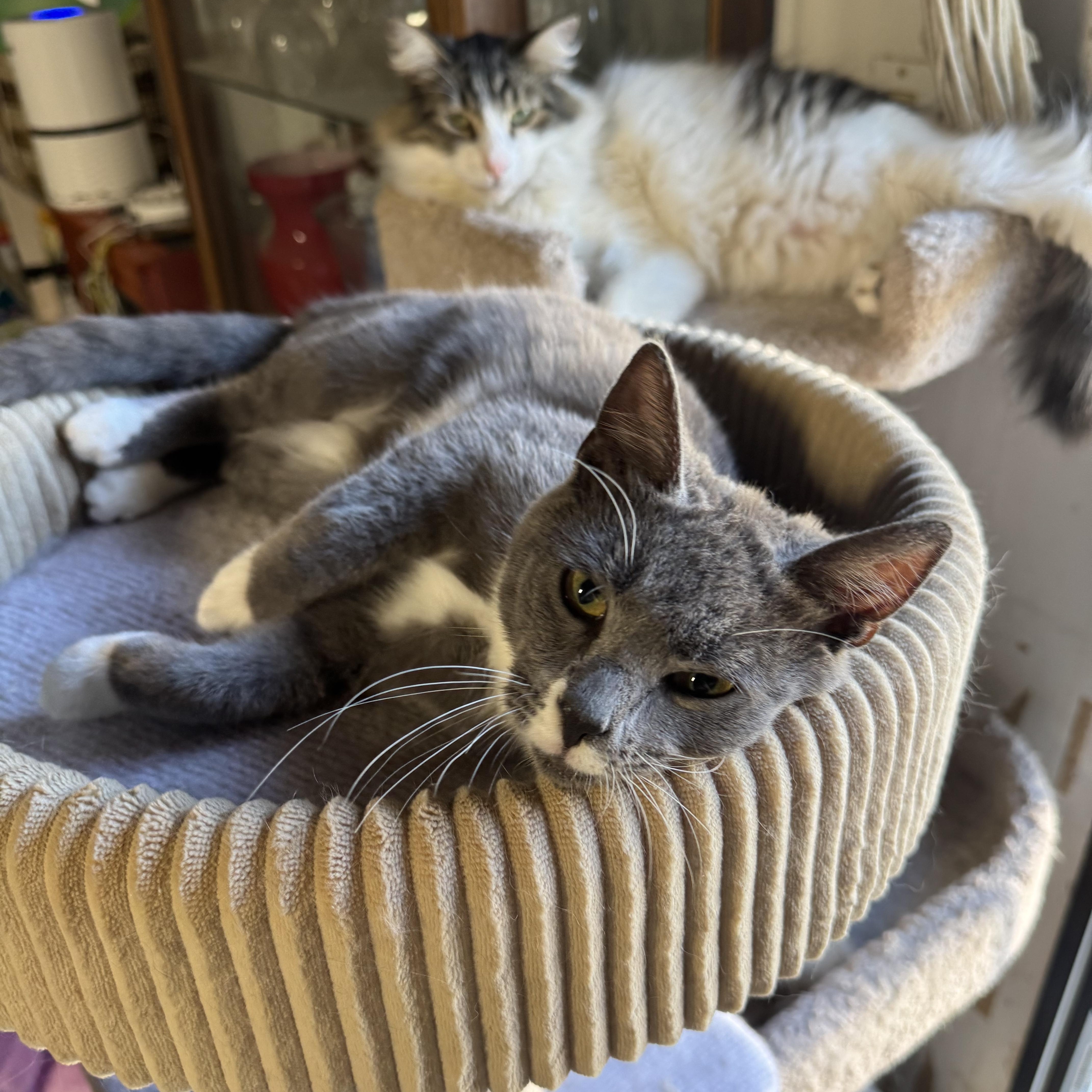 Enlarge Logan, a ADOPTABLE Domestic Short Hair in Sacramento, CA image 2/5