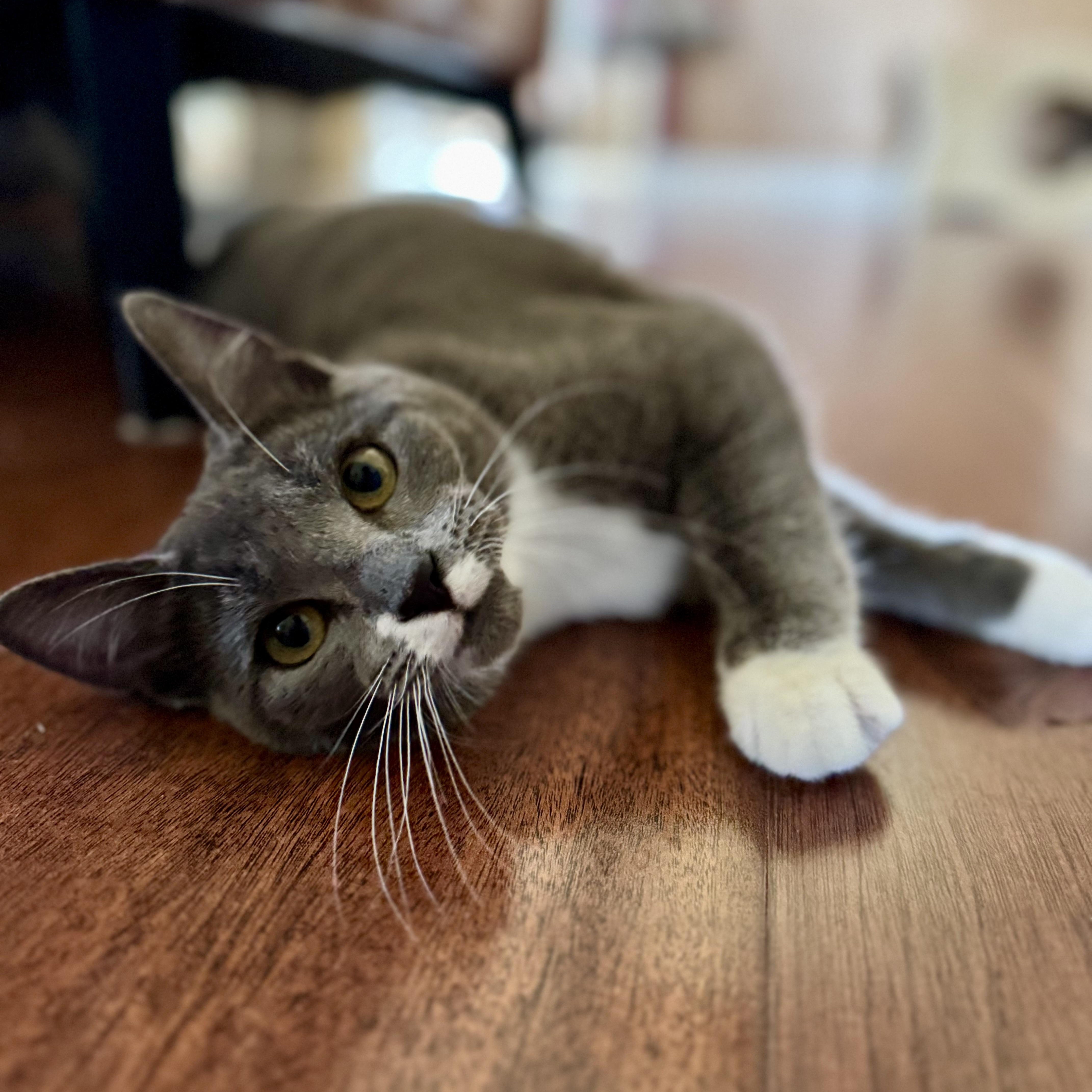 Enlarge Logan, a ADOPTABLE Domestic Short Hair in Sacramento, CA image 1/5