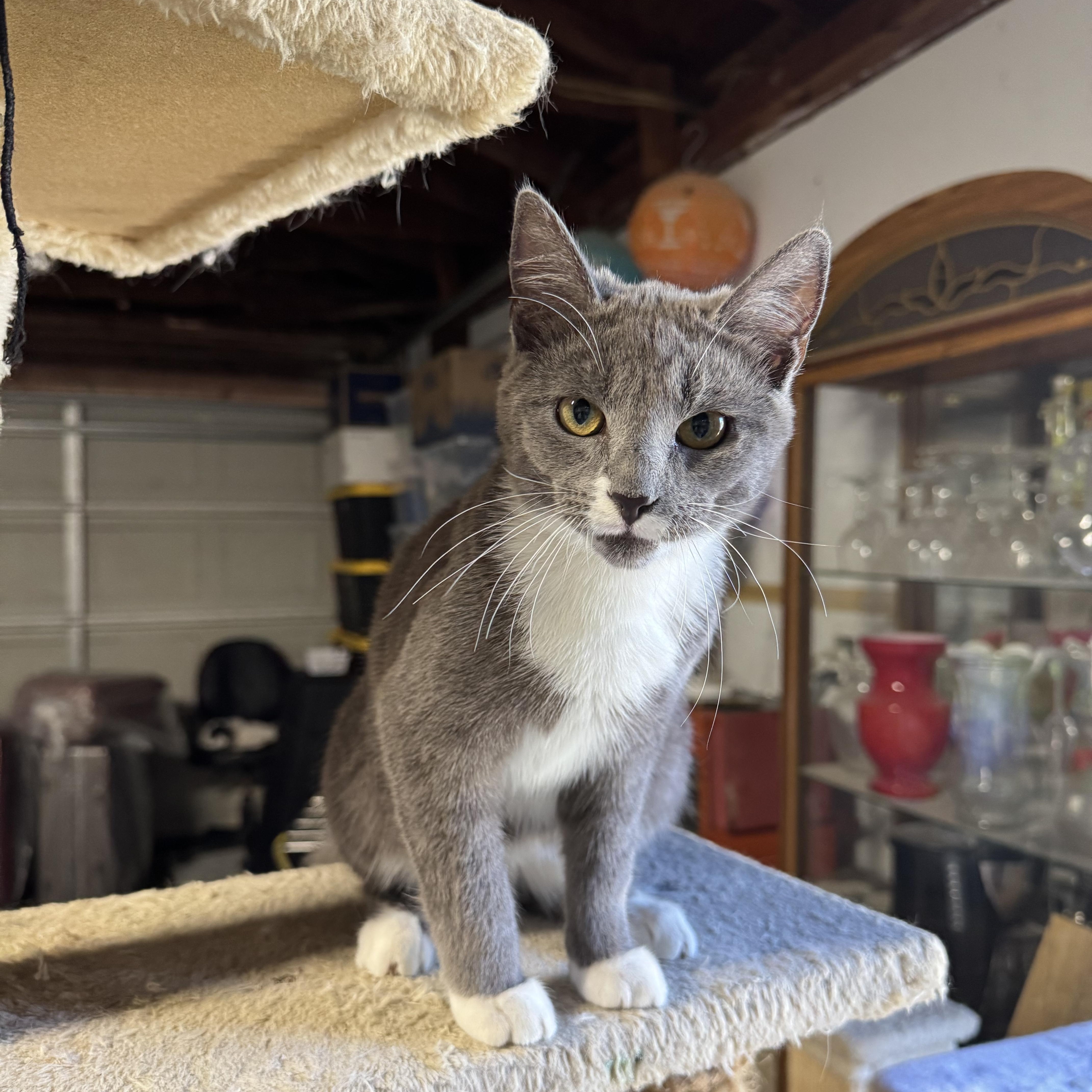 Enlarge Logan, a ADOPTABLE Domestic Short Hair in Sacramento, CA image 4/5