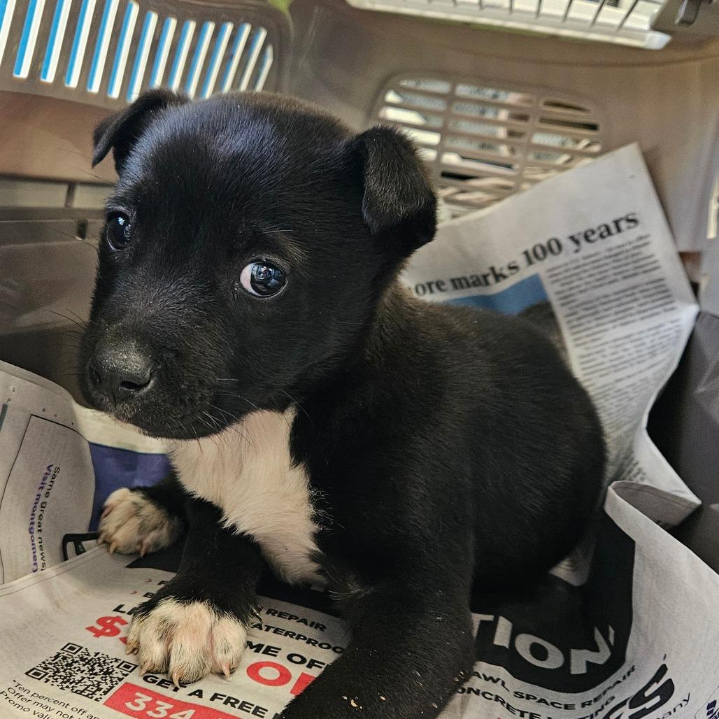 Enlarge Vito, a Adoptable Terrier in Montgomery, AL image 1/3