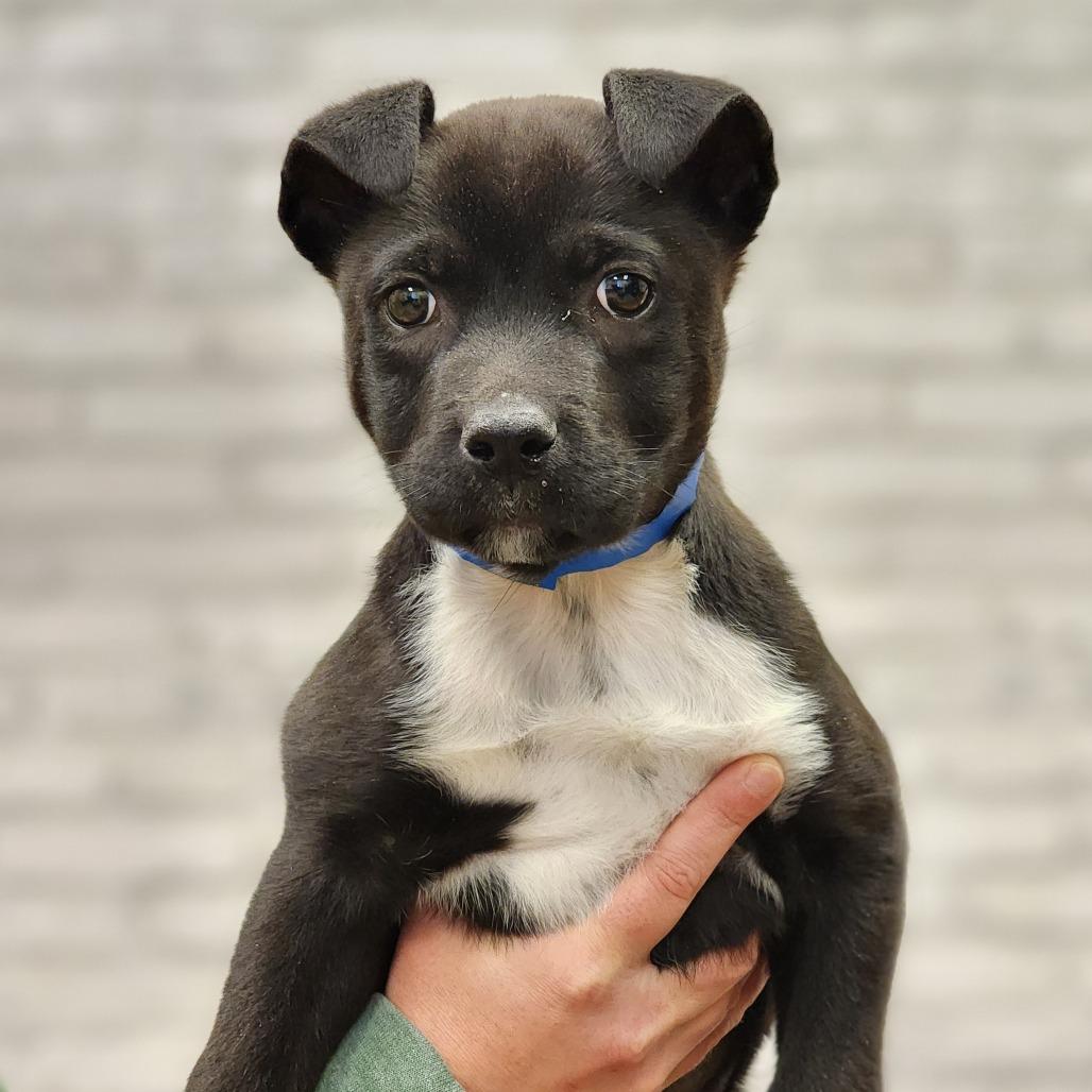 Enlarge Vito, a Adoptable Terrier in Montgomery, AL image 2/3