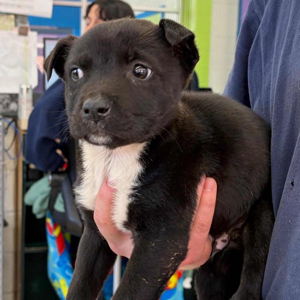 Enlarge Vito, a Adoptable Terrier in Montgomery, AL image 3/3