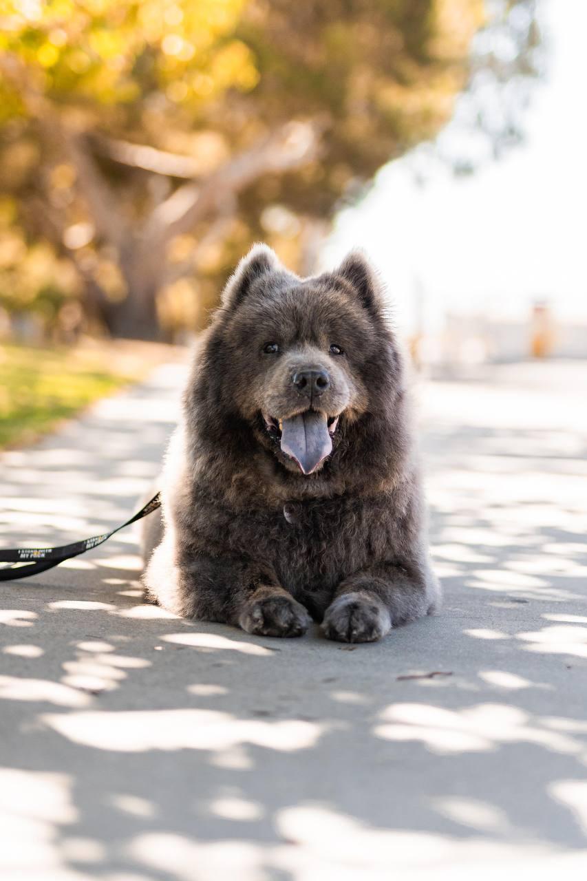 Baloo, a Adoptable Chow Chow in Los Angeles, CA image 2/6