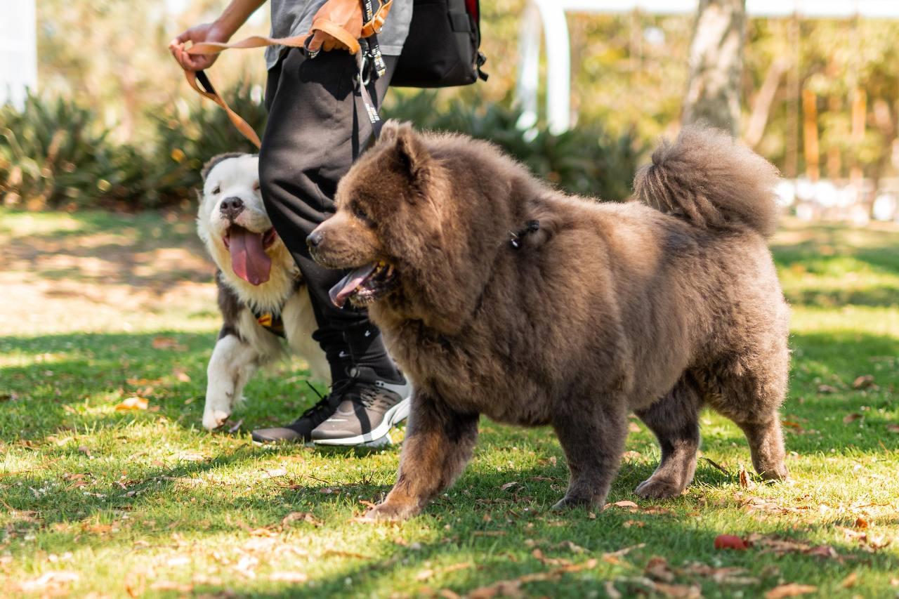 Baloo, a Adoptable Chow Chow in Los Angeles, CA image 3/6