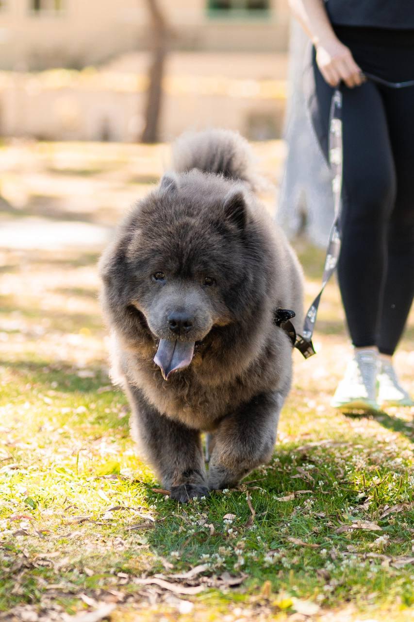 Baloo, a Adoptable Chow Chow in Los Angeles, CA image 4/6