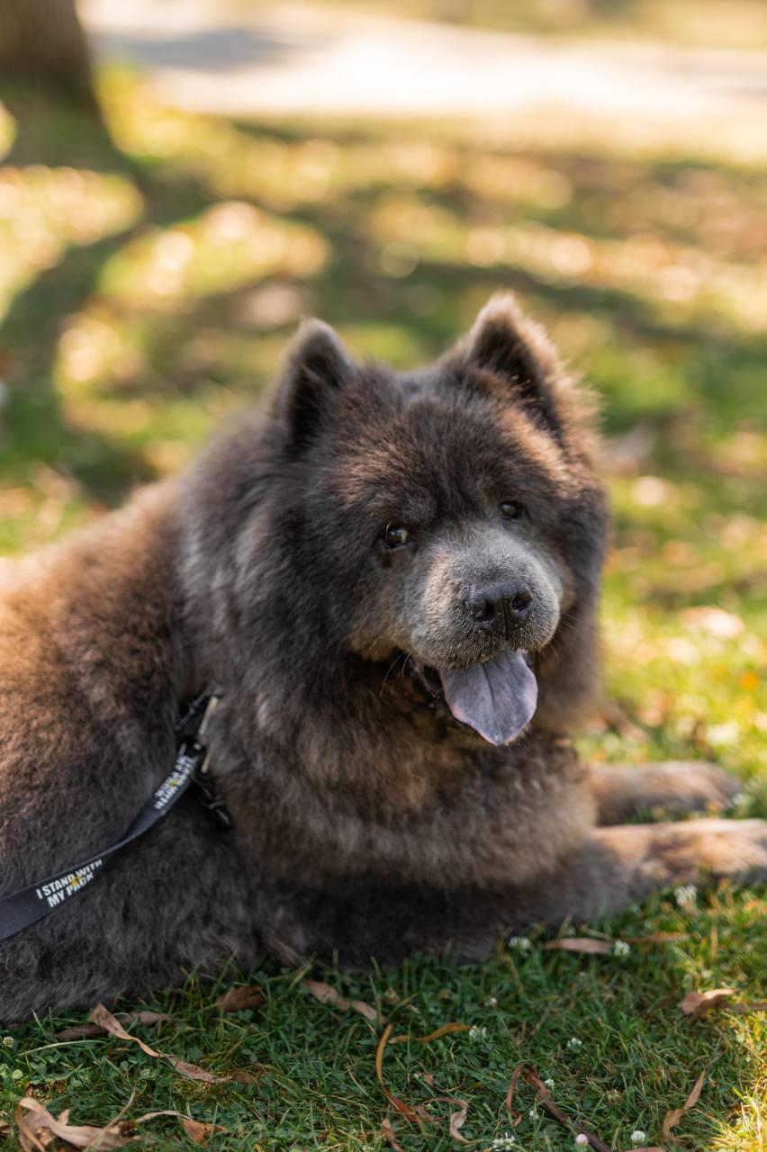 Baloo, a Adoptable Chow Chow in Los Angeles, CA image 6/6