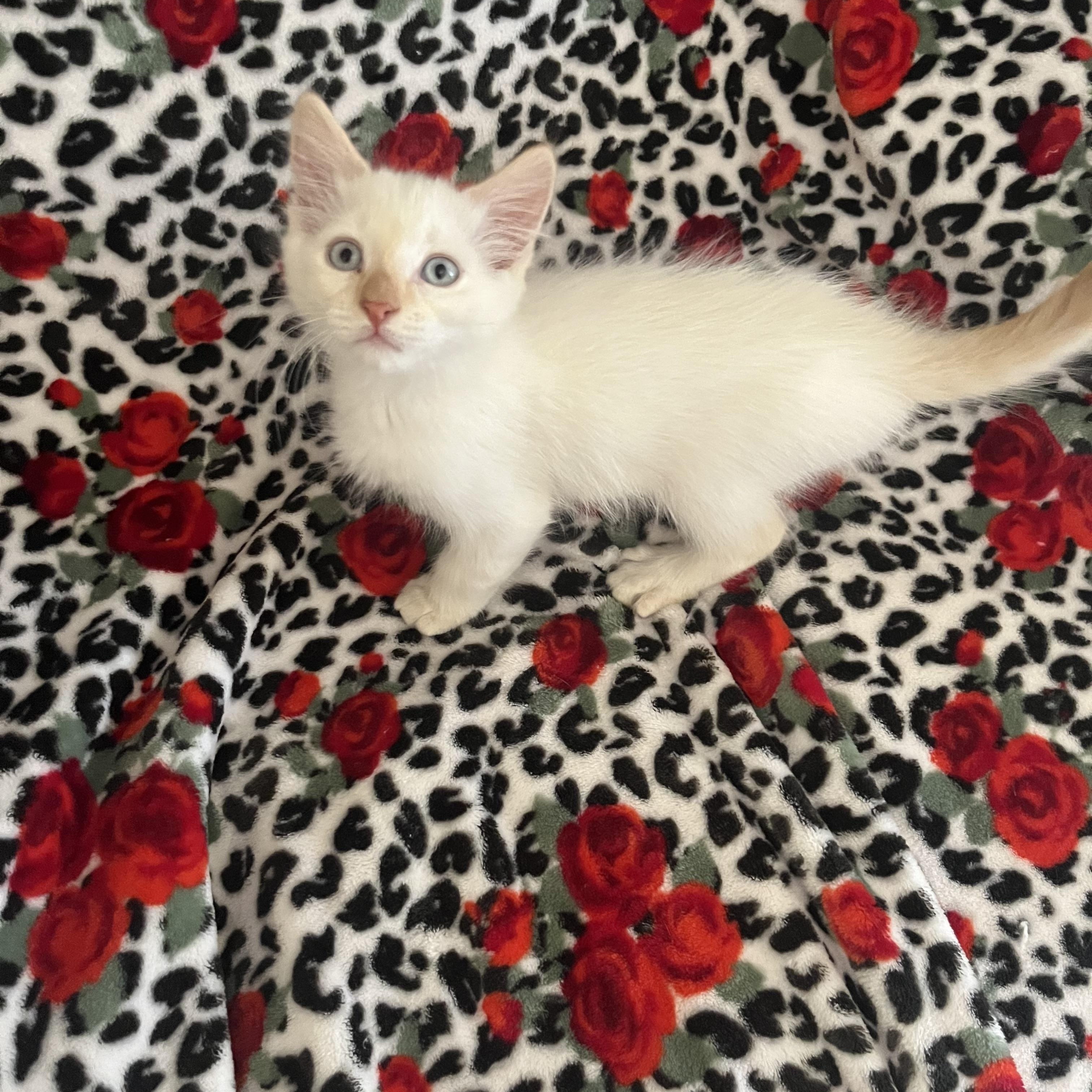 Rowdy, Baby Male Siamese