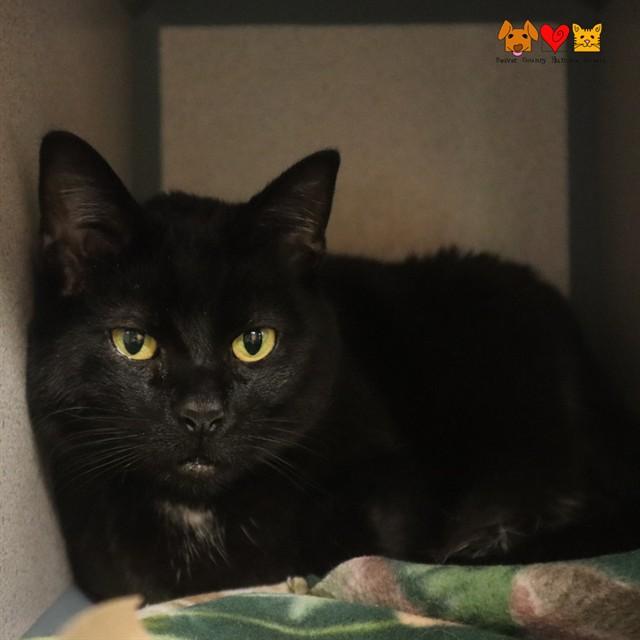 Enlarge LITTLE MERMAID, a Adoptable Domestic Short Hair in Aliquippa, PA image 2/2