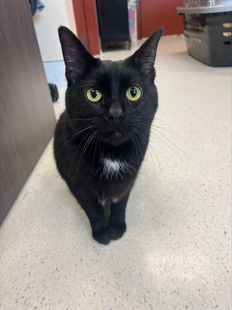 LITTLE MERMAID, Adoptable, Adult Female Domestic Short Hair.