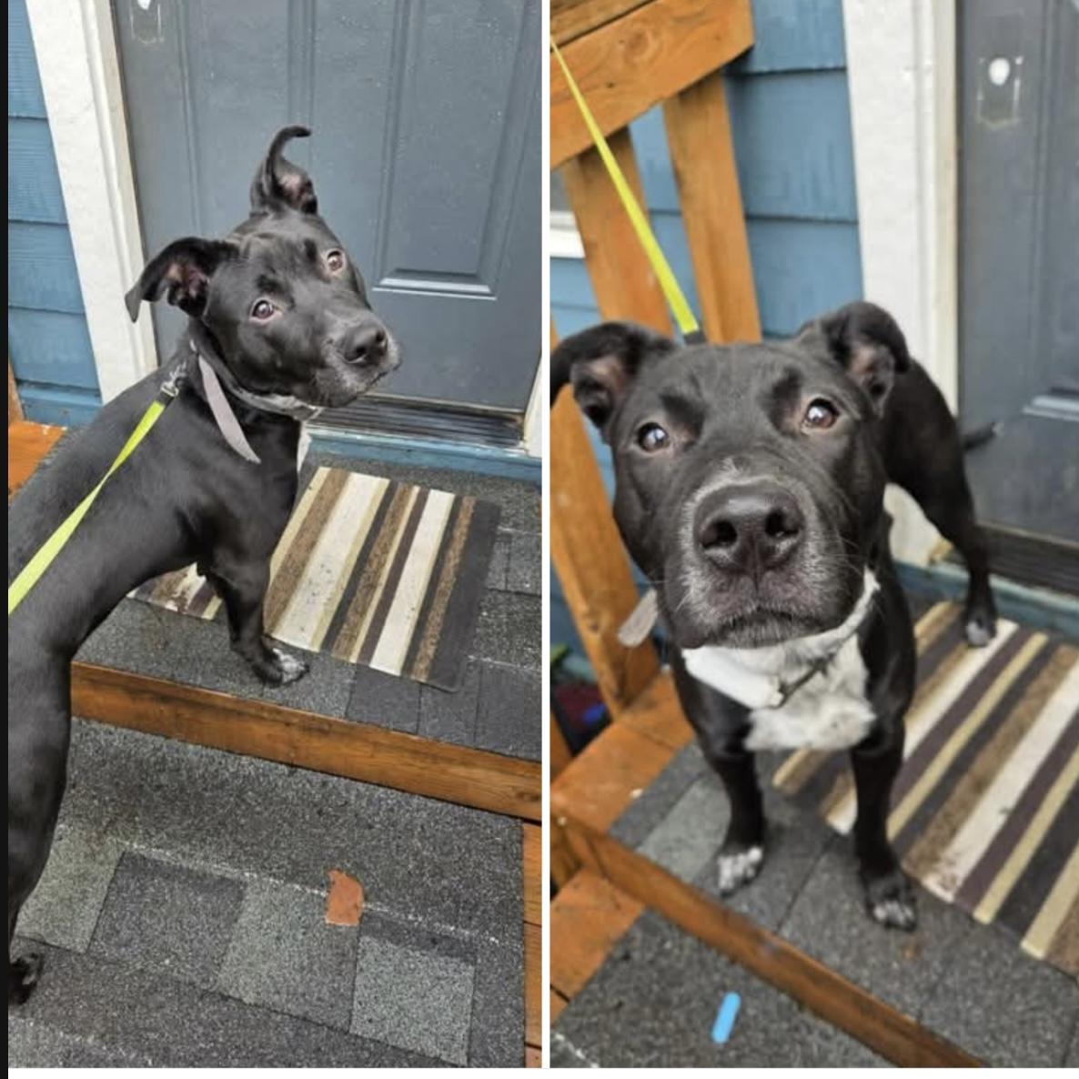 Enlarge Bean , a Adoptable mixed breed in Port Angeles, WA image 6/6