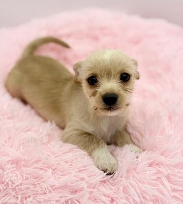 Enlarge Sweater Weather, a Adoptable mixed breed in Covington, LA image 2/6