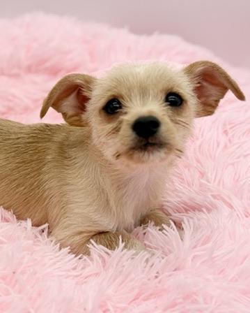 Enlarge Sweater Weather, a Adoptable mixed breed in Covington, LA image 3/6