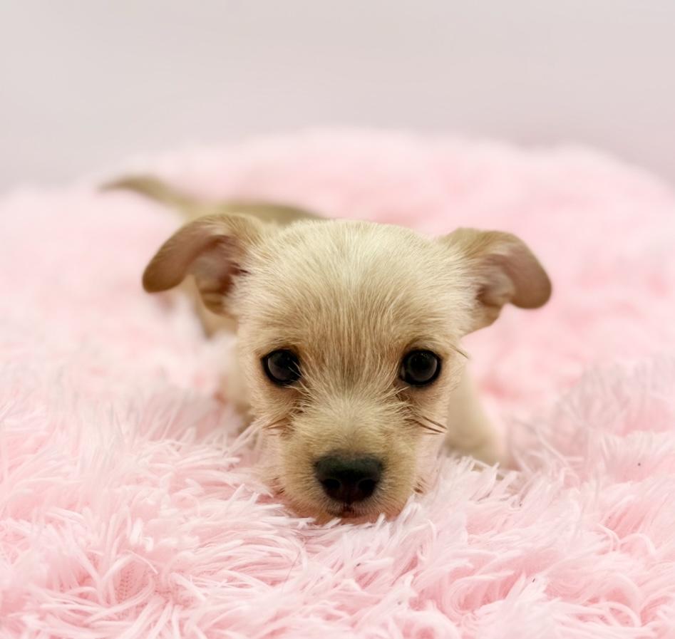 Enlarge Sweater Weather, a Adoptable mixed breed in Covington, LA image 4/6