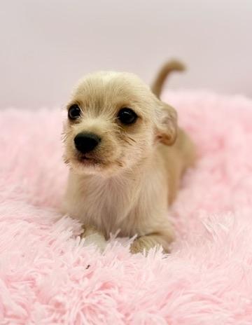 Enlarge Sweater Weather, a Adoptable mixed breed in Covington, LA image 5/6