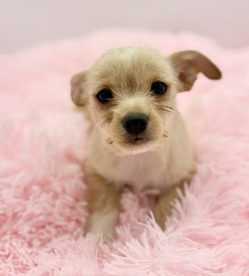 Enlarge Sweater Weather, a Adoptable mixed breed in Covington, LA image 6/6