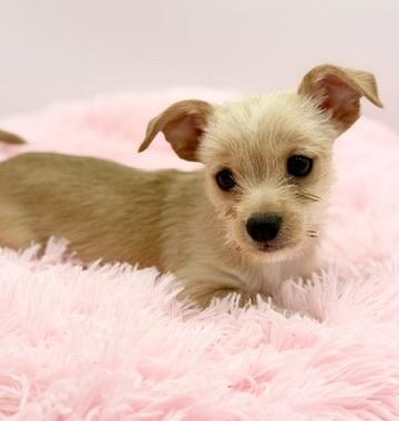 Enlarge Sweater Weather, a Adoptable mixed breed in Covington, LA image 1/6