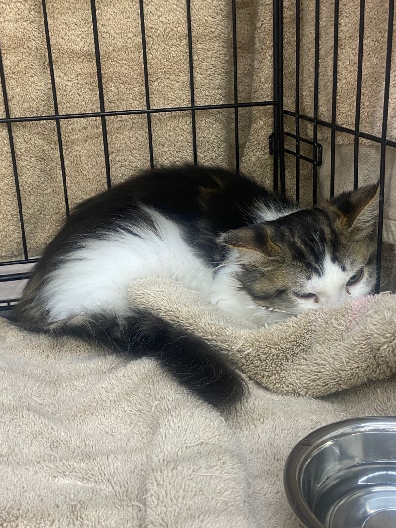 Dumplin, Adopted, Kitten Female Domestic Long Hair.