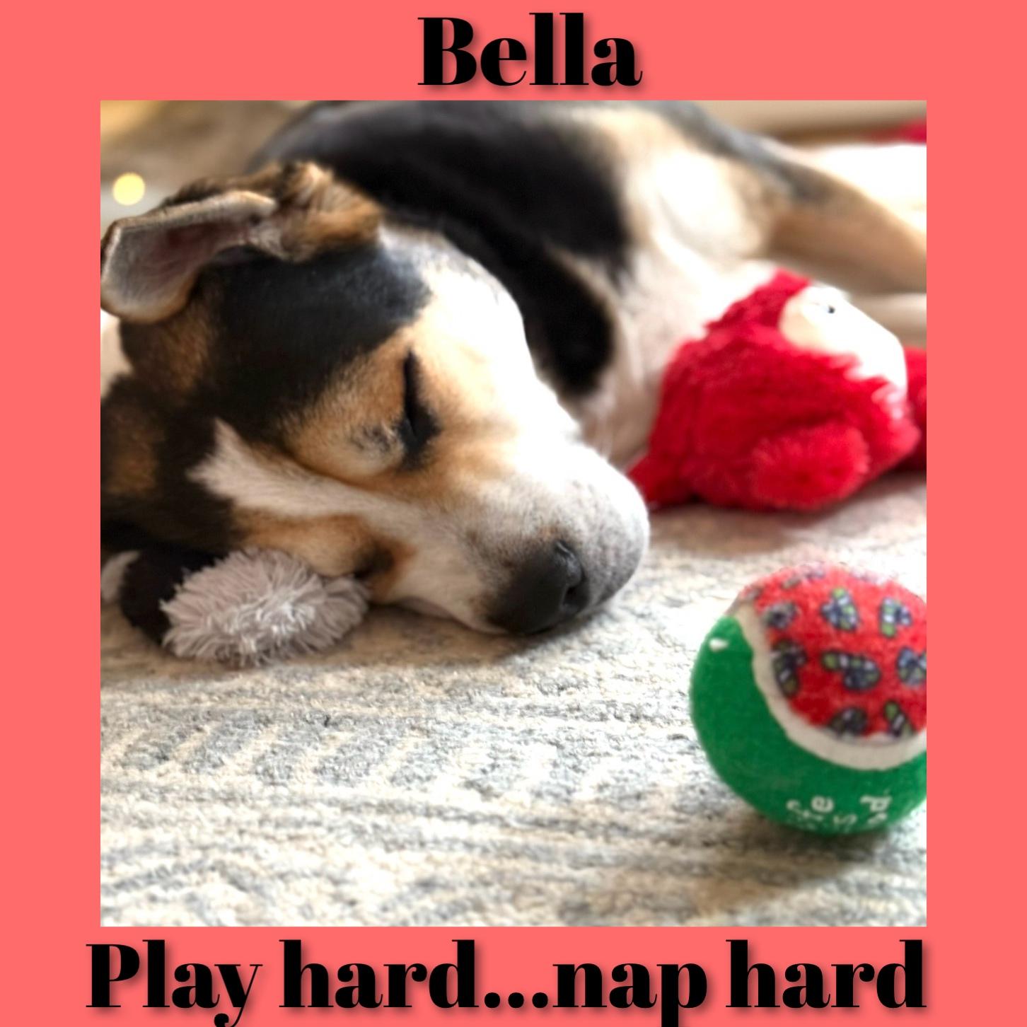 Enlarge Bella, a ADOPTABLE Shepherd in Fredericksburg, VA image 5/6