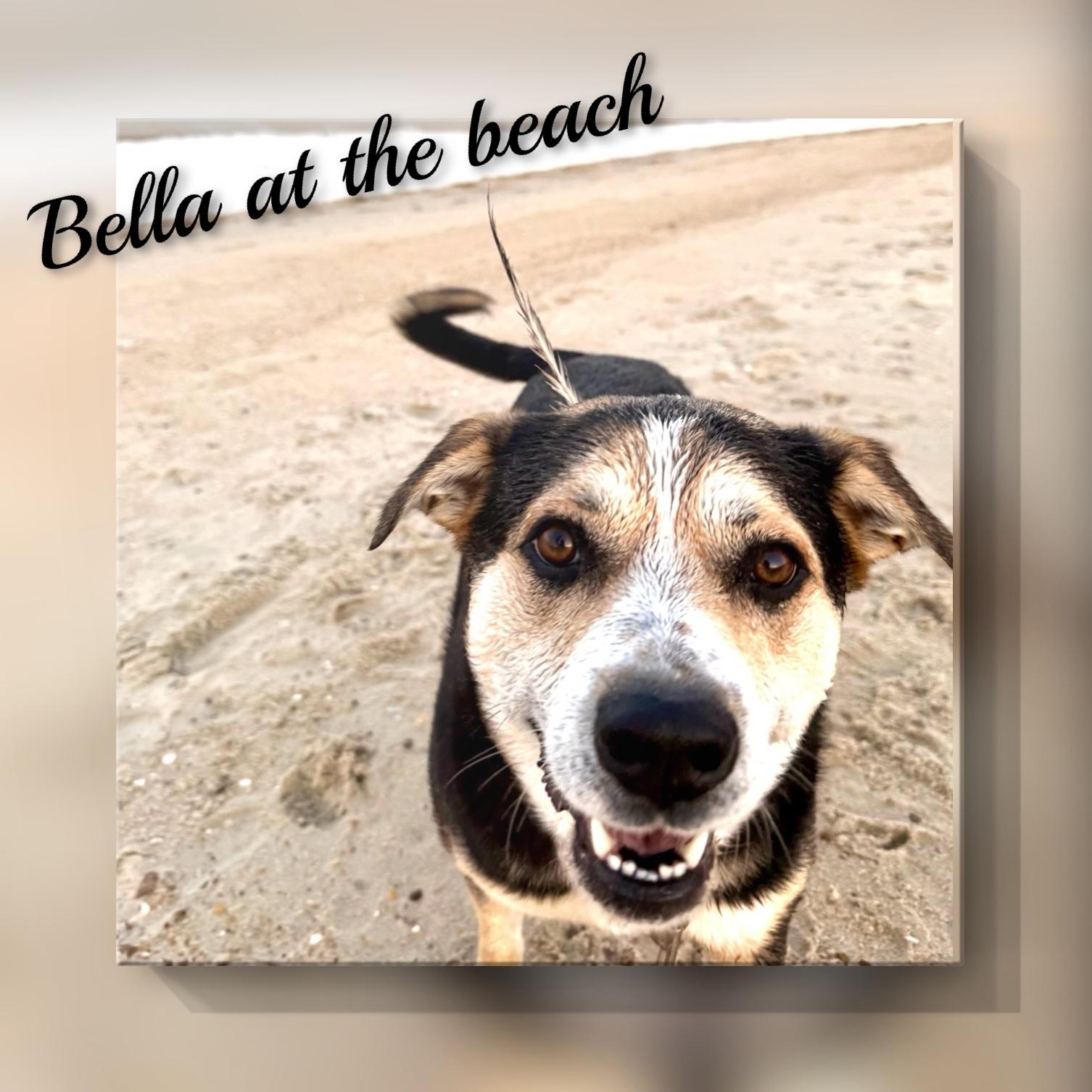 Enlarge Bella, a ADOPTABLE Shepherd in Fredericksburg, VA image 4/6