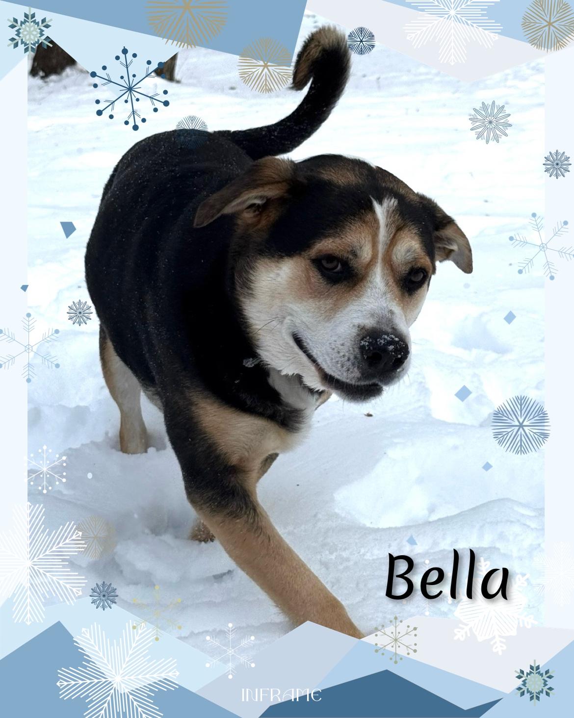 Enlarge Bella, a ADOPTABLE Shepherd in Fredericksburg, VA image 6/6