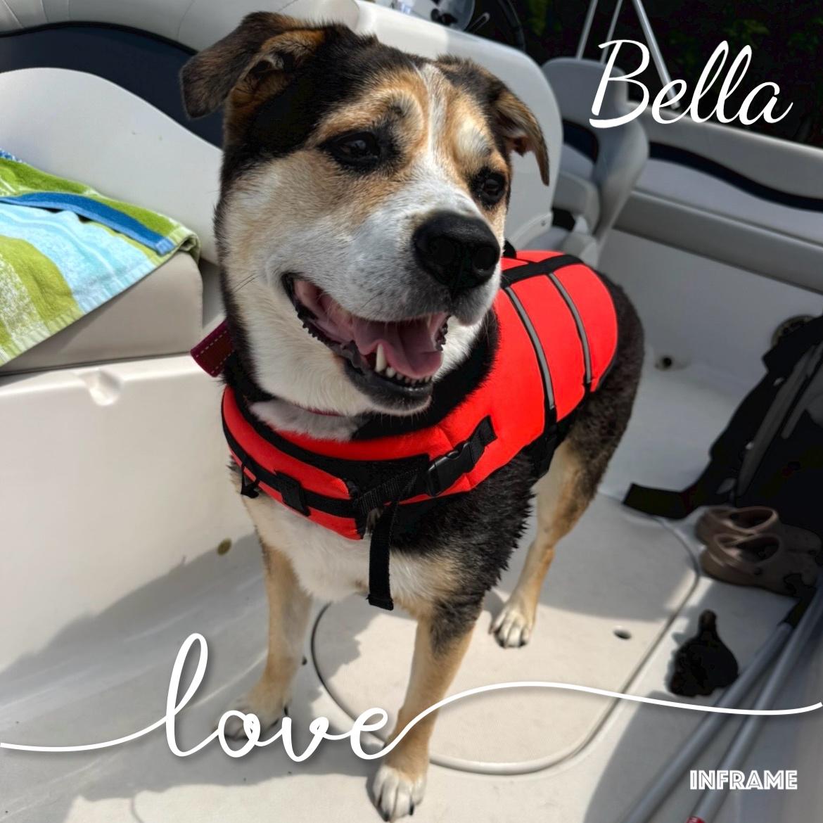 Enlarge Bella, a ADOPTABLE Shepherd in Fredericksburg, VA image 2/6