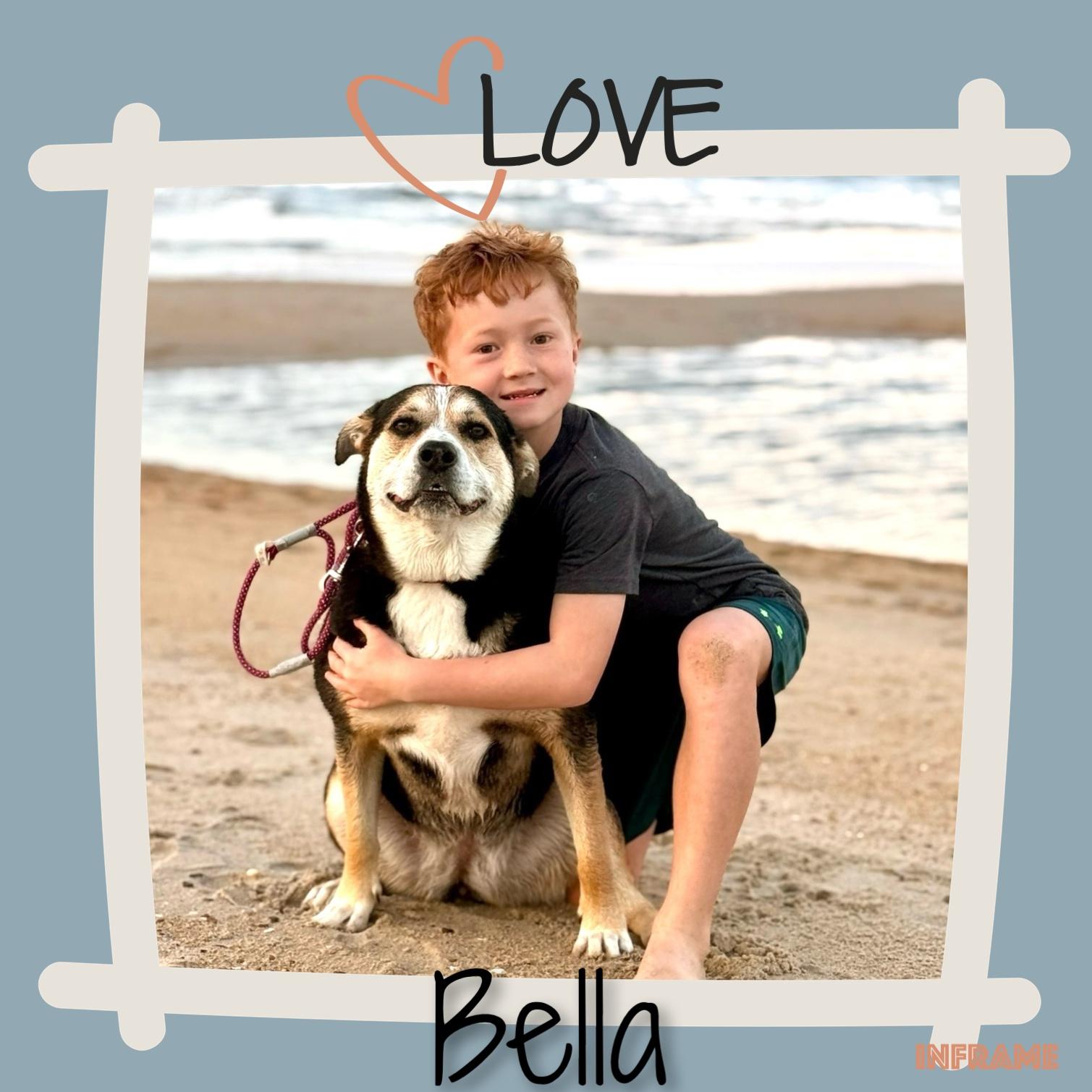 Enlarge Bella, a ADOPTABLE Shepherd in Fredericksburg, VA image 3/6