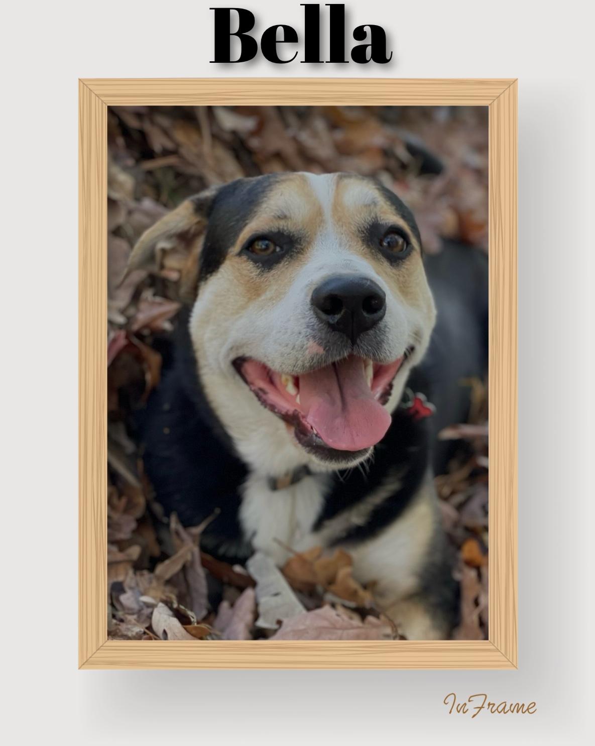 Bella, ADOPTABLE, Adult Female Shepherd.