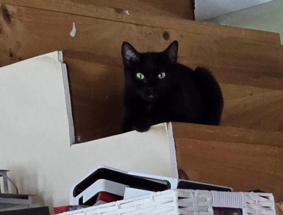 Enlarge Raven, a ADOPTABLE Domestic Short Hair in Randolph Center, VT image 3/4