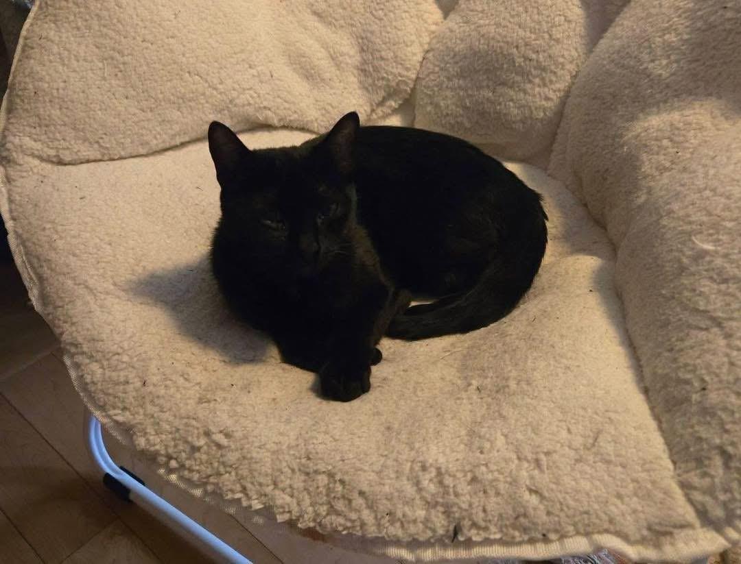 Enlarge Raven, a ADOPTABLE Domestic Short Hair in Randolph Center, VT image 2/4