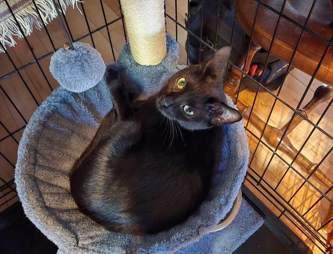Raven, ADOPTABLE, Young Female Domestic Short Hair.