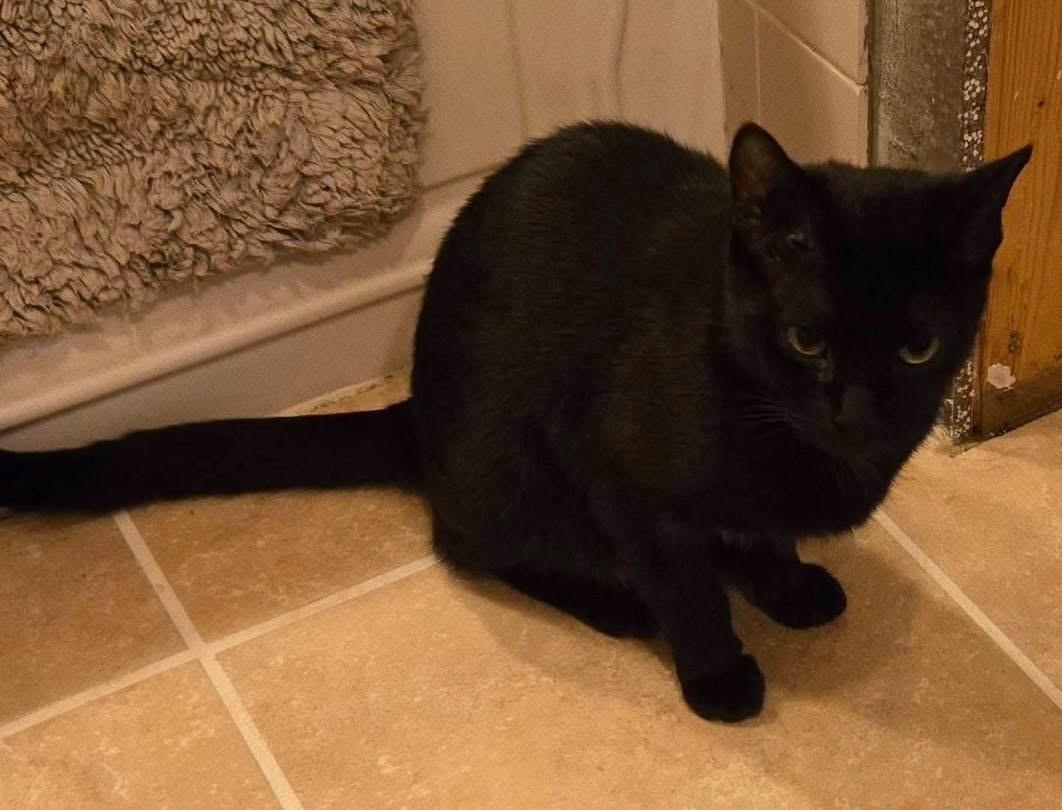 Enlarge Raven, a ADOPTABLE Domestic Short Hair in Randolph Center, VT image 4/4