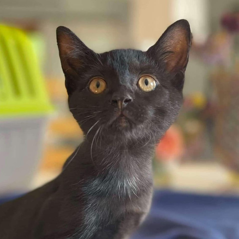 Louise @ Livonia PetSmart ~ Adopted 9/21/24