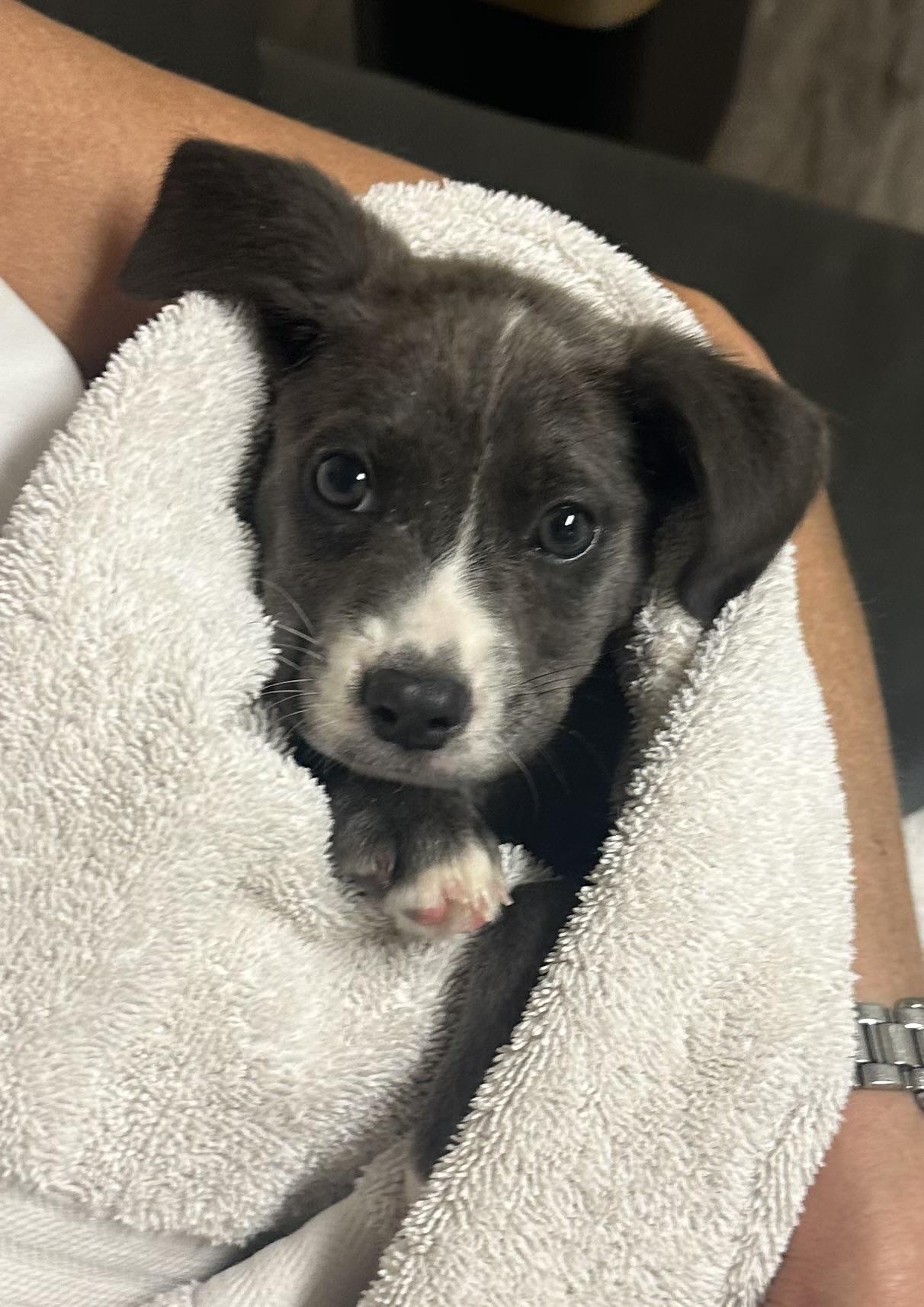 Enlarge Bentley, a Adopted mixed breed in Boca Raton, FL image 3/4