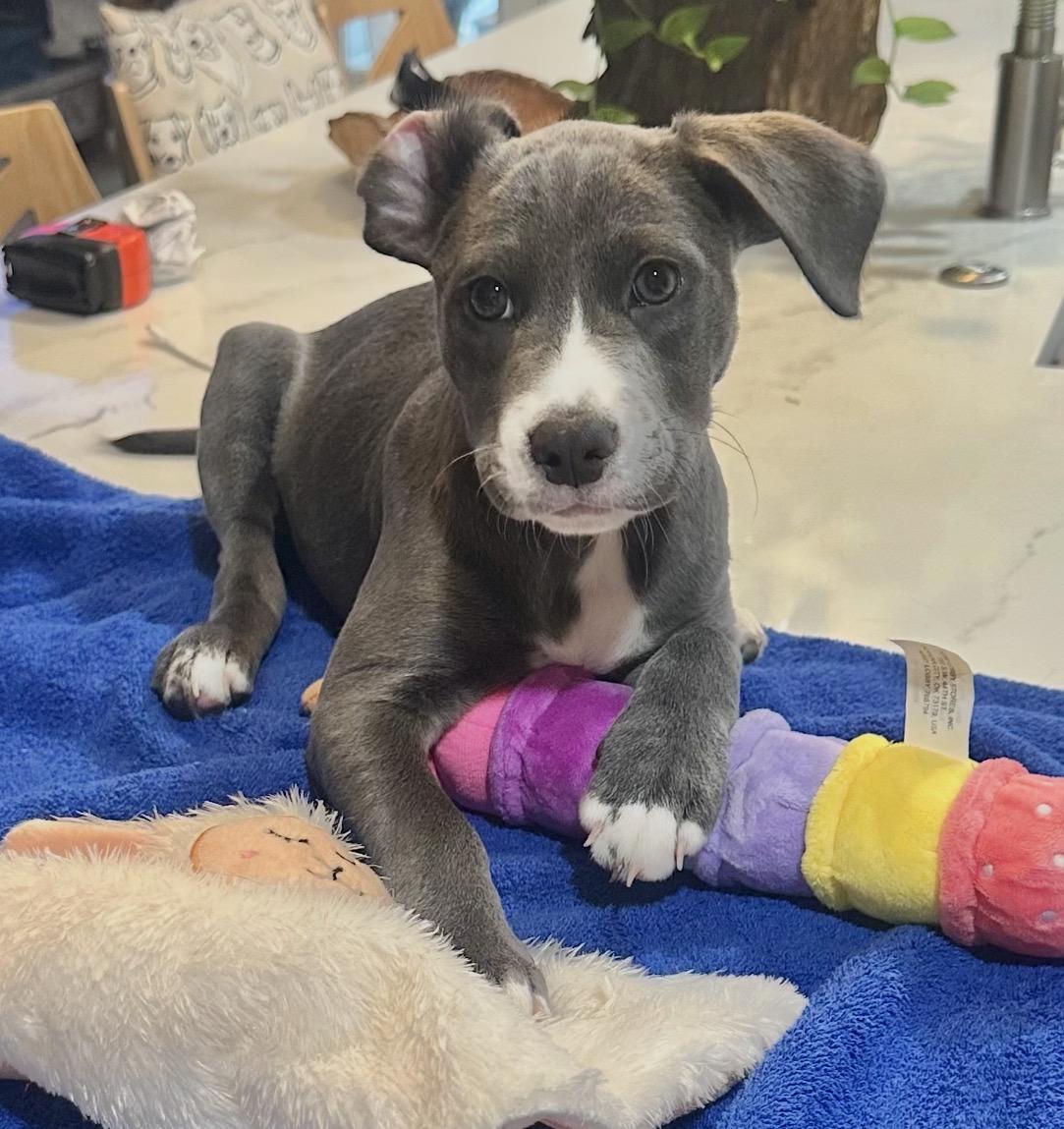 Bentley, Adopted, Puppy Male Labrador Retriever.