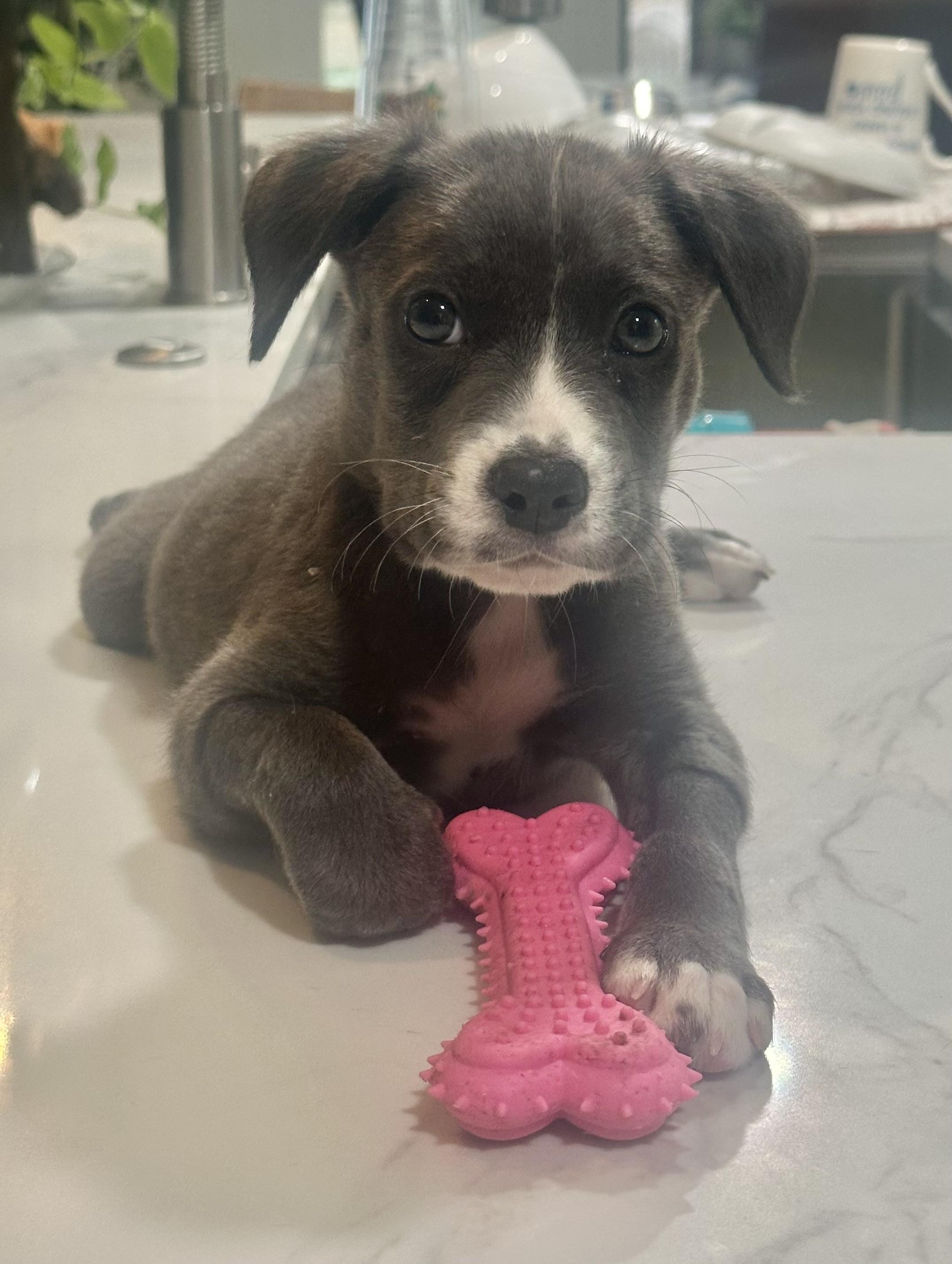 Enlarge Bentley, a Adopted mixed breed in Boca Raton, FL image 2/4