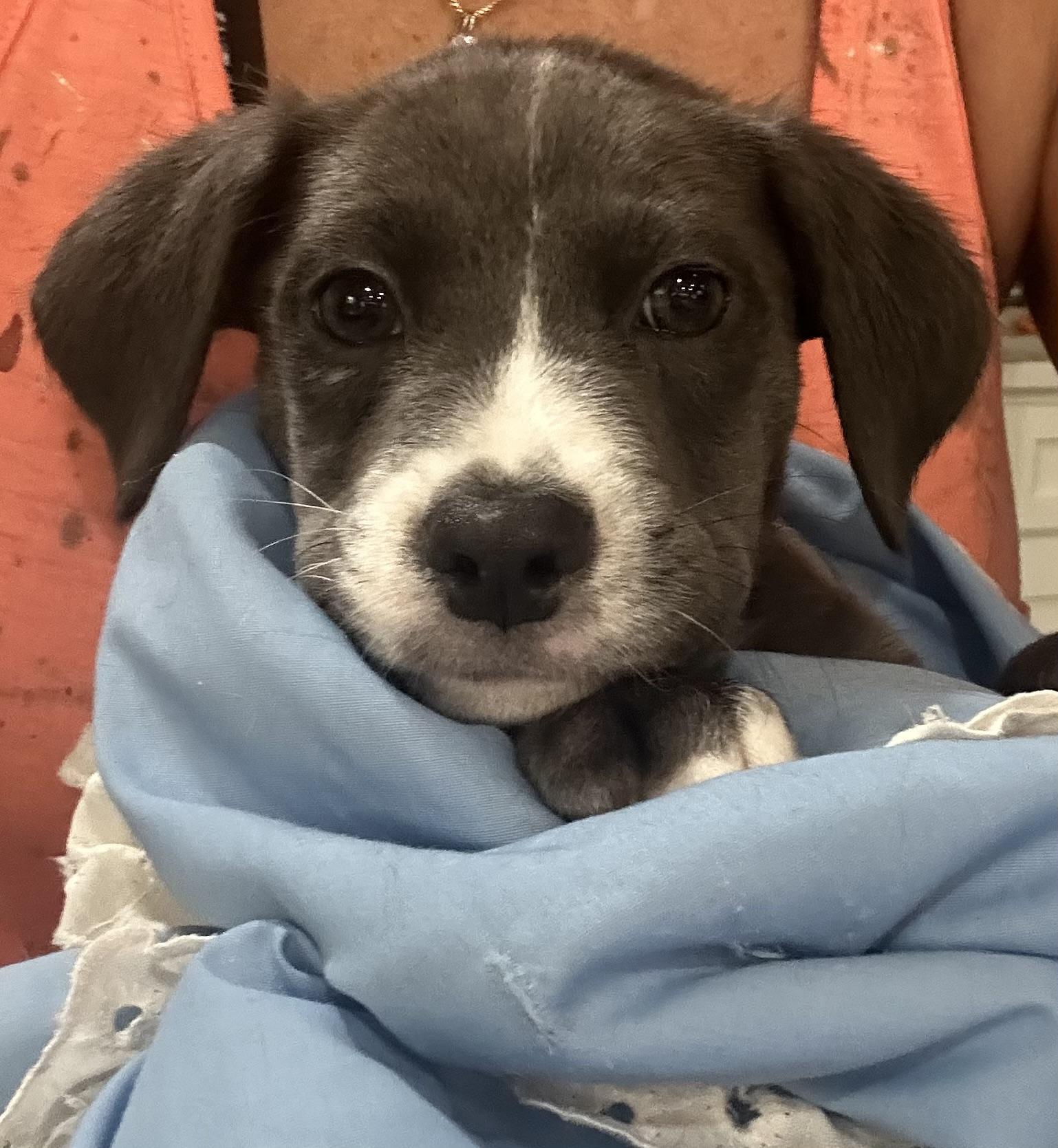 Enlarge Bentley, a Adopted mixed breed in Boca Raton, FL image 4/4
