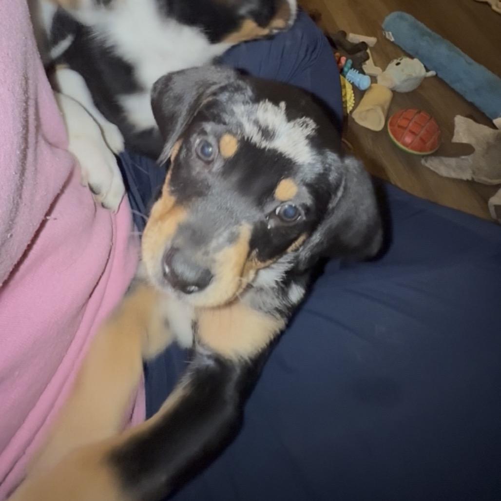 Enlarge Jersey (Jersey Mikes), a Adoptable mixed breed in St. Charles, MO image 1/6