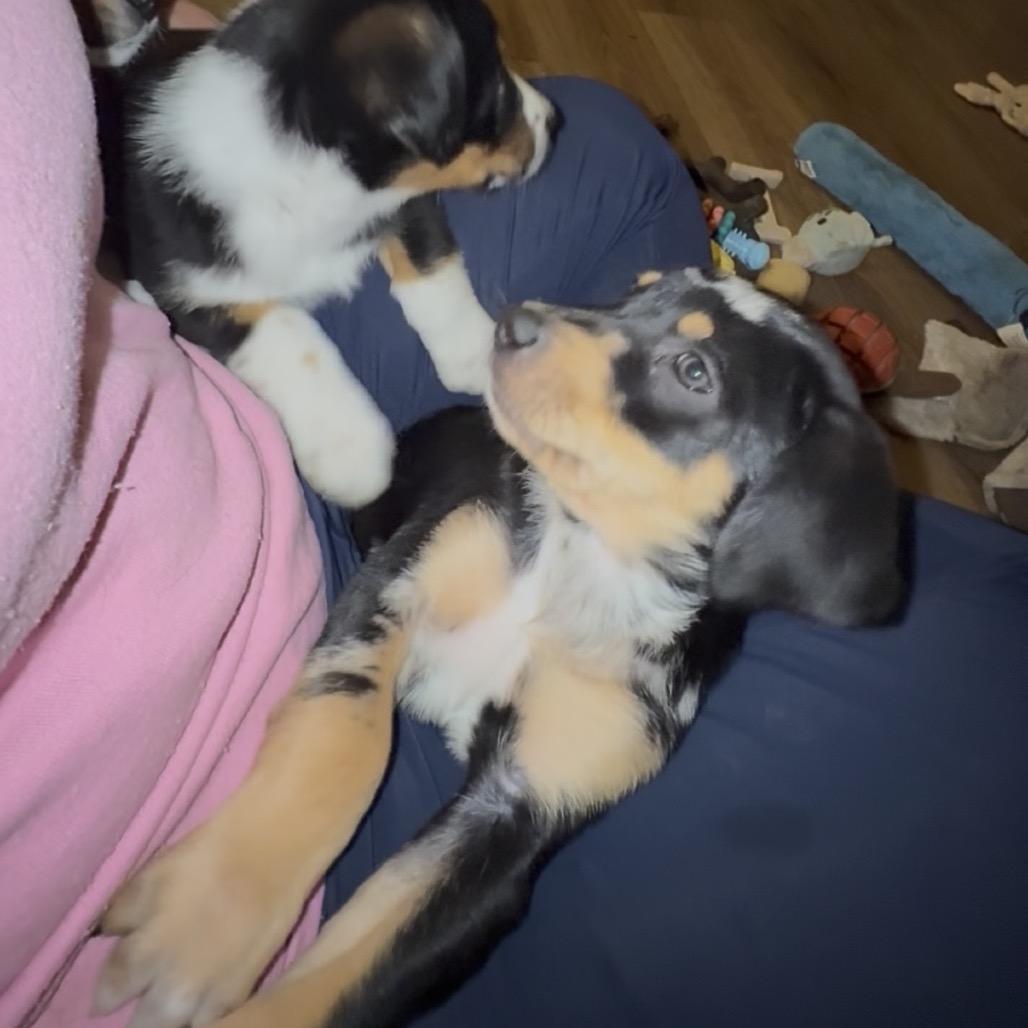 Enlarge Jersey (Jersey Mikes), a Adoptable mixed breed in St. Charles, MO image 3/6