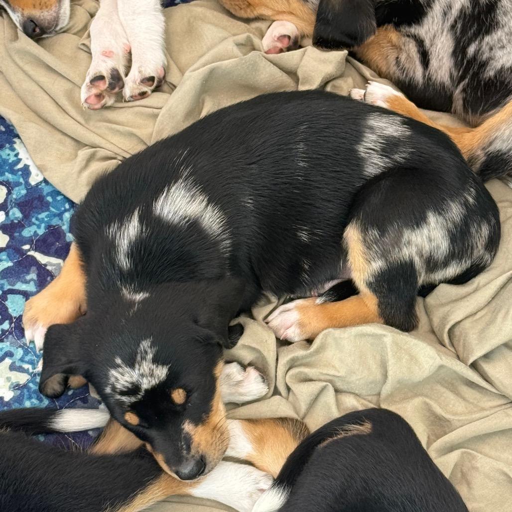 Enlarge Jersey (Jersey Mikes), a Adoptable mixed breed in St. Charles, MO image 4/6