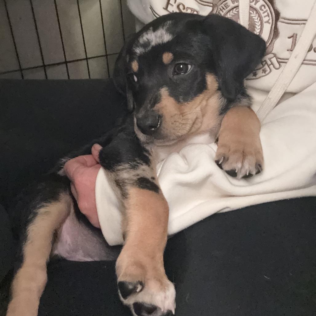 Enlarge Jersey (Jersey Mikes), a Adoptable mixed breed in St. Charles, MO image 5/6