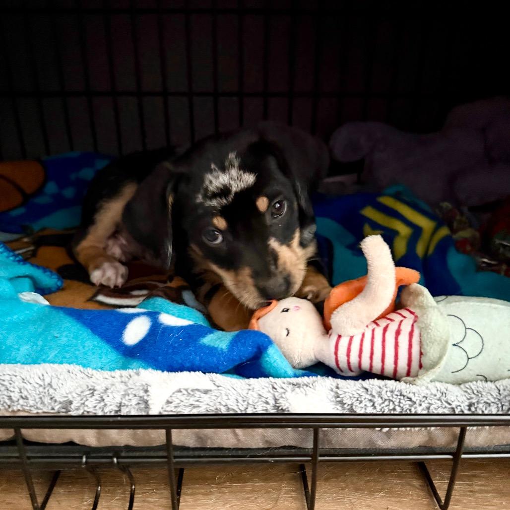 Enlarge Jersey (Jersey Mikes), a Adoptable mixed breed in St. Charles, MO image 6/6