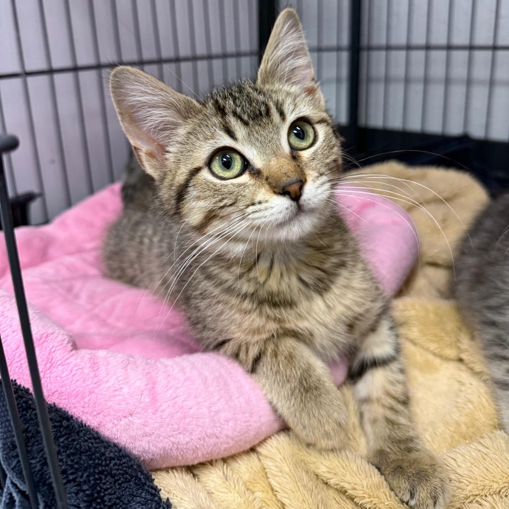 Enlarge Ignacio, a Adoptable Domestic Short Hair in Chaska, MN image 1/4