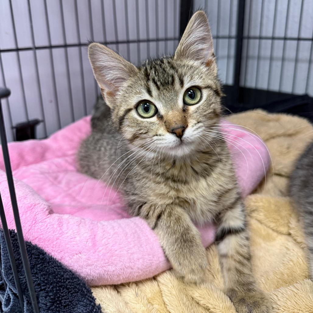 Enlarge Ignacio, a Adoptable Domestic Short Hair in Chaska, MN image 2/4