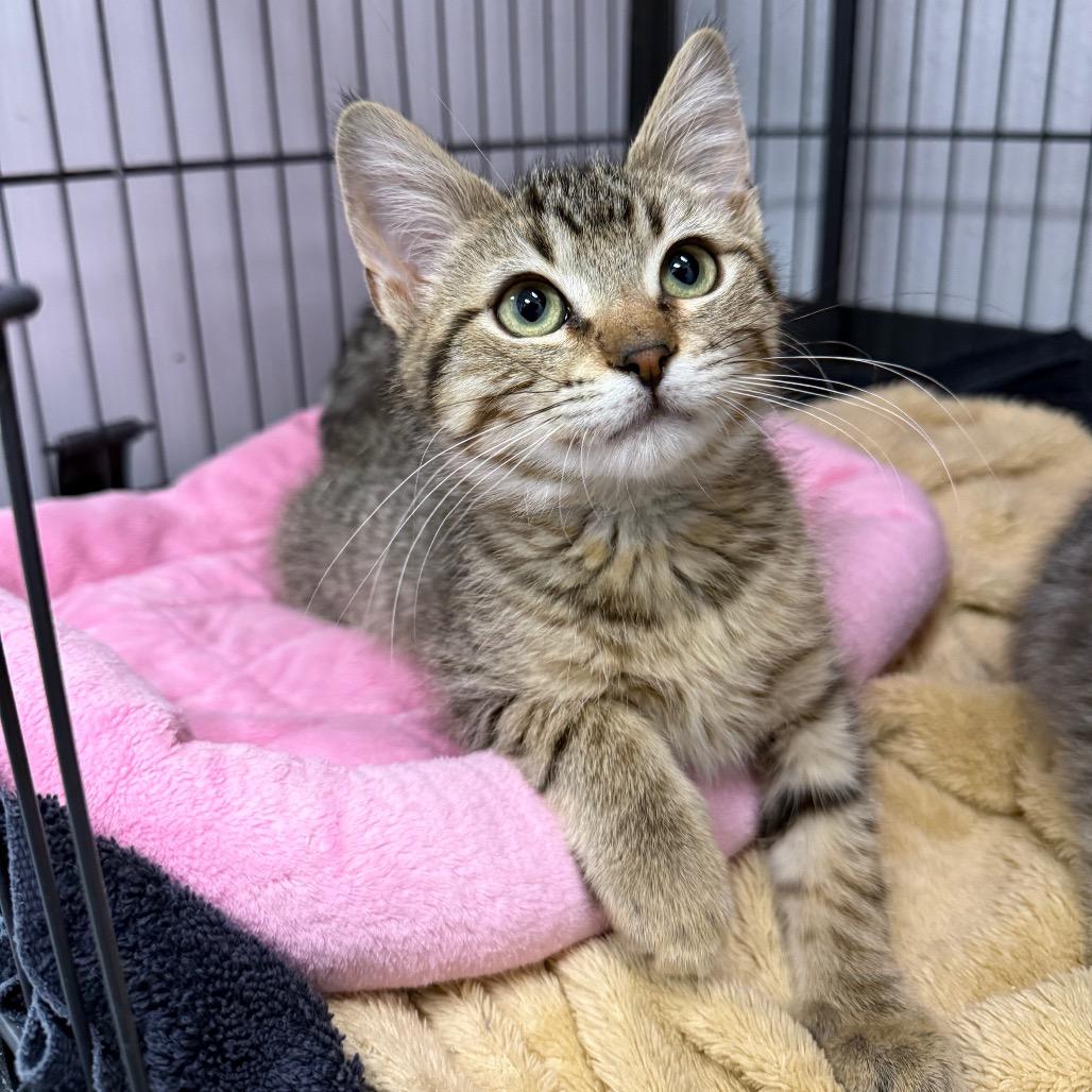 Enlarge Ignacio, a Adoptable Domestic Short Hair in Chaska, MN image 3/4