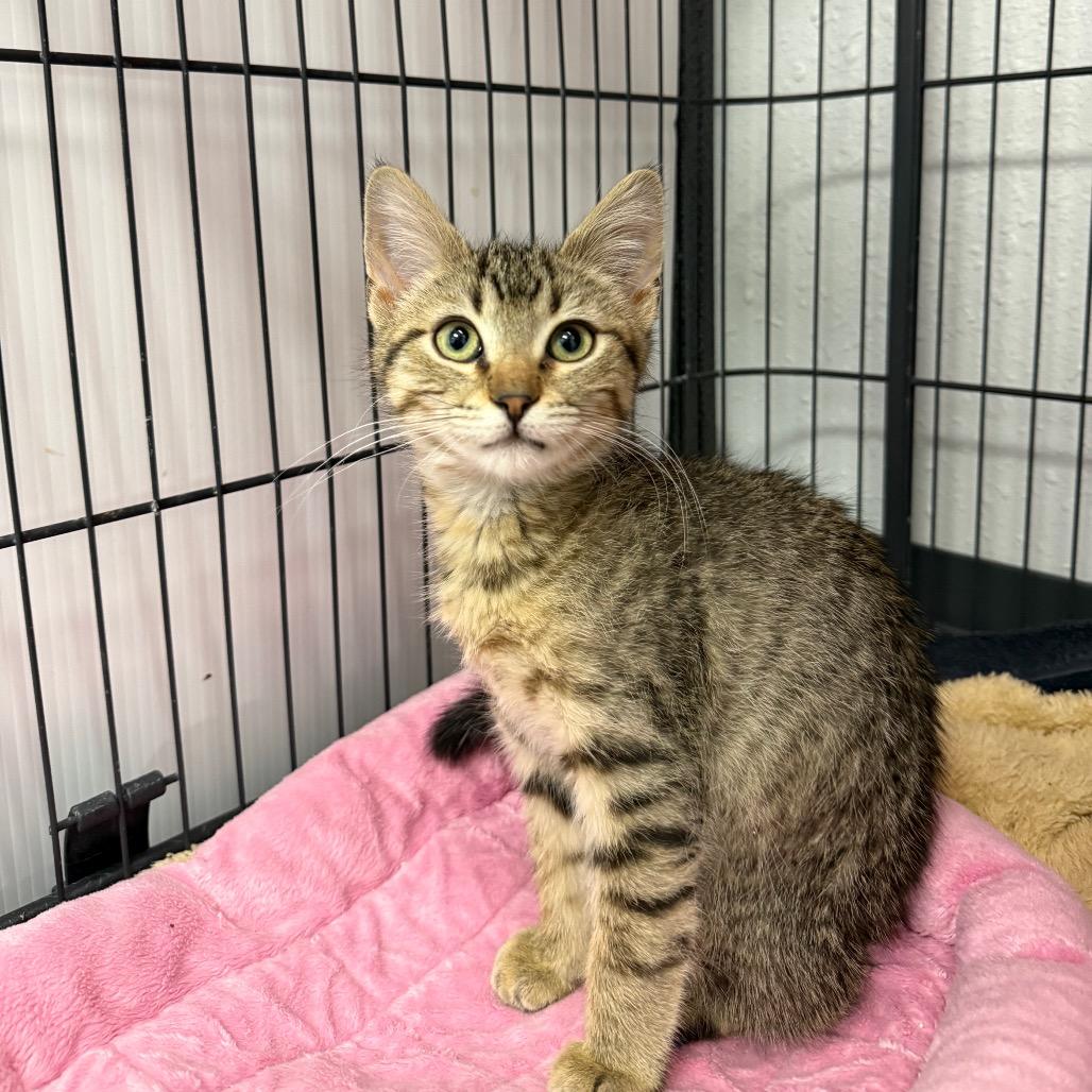 Enlarge Ignacio, a Adoptable Domestic Short Hair in Chaska, MN image 4/4