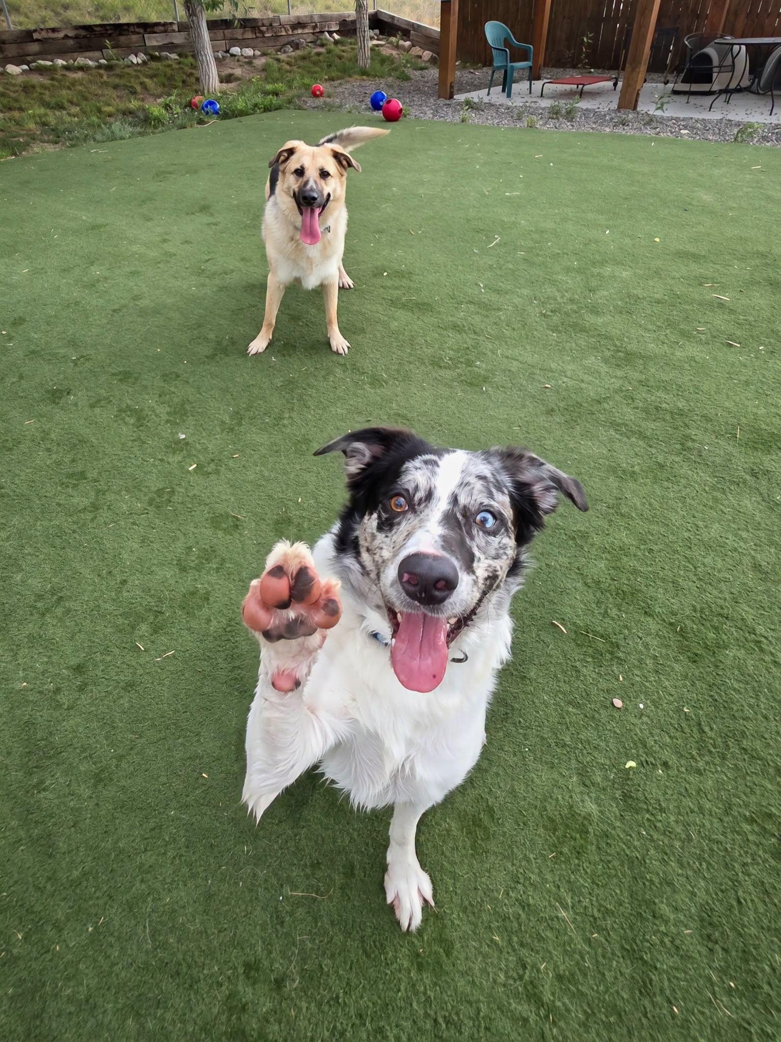 Enlarge Rocky, a ADOPTABLE mixed breed in Jackson, WY image 3/3